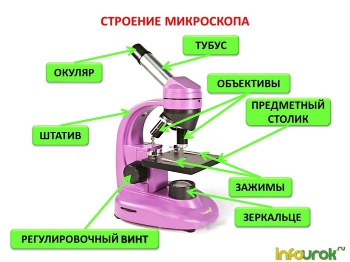 Рисунки микроскопа с подписями всех частей легкие фото