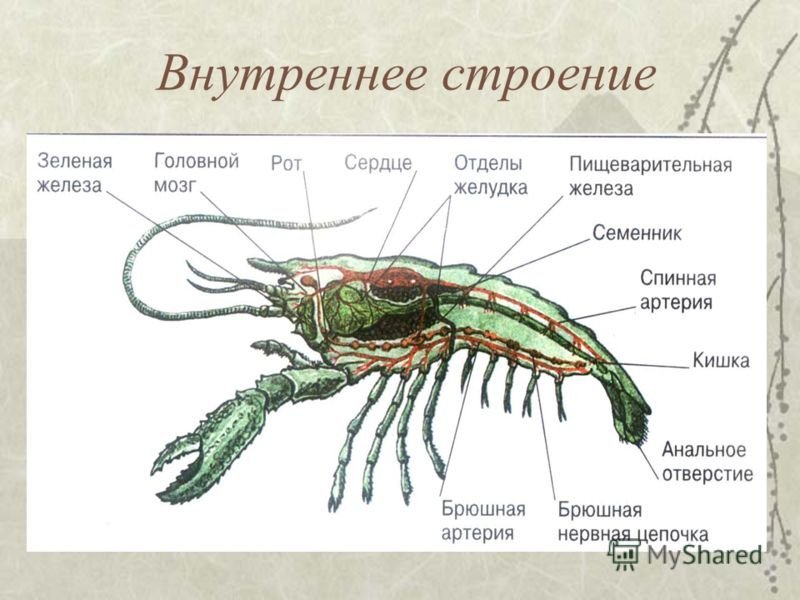 Рисунки ракообразных простые для биологии фото