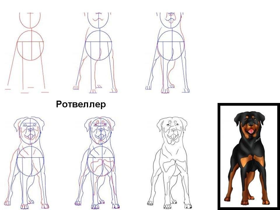 Рисунки ротвейлера простым карандашом фото
