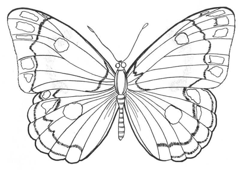 Рисунок бабочка для детей карандашом фото