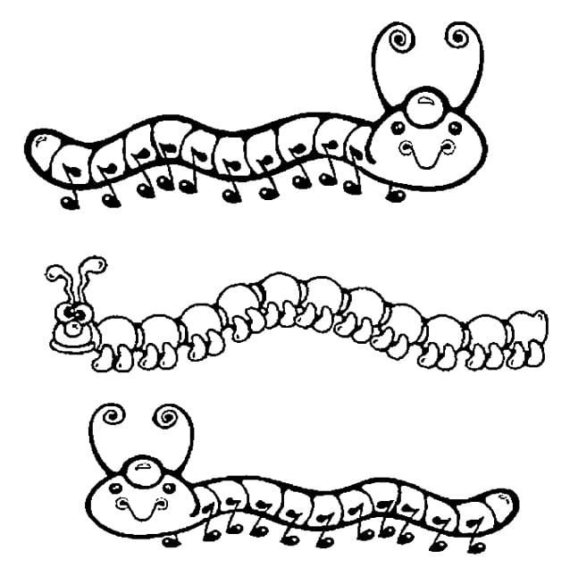Рисунок черно белый гусеница фото