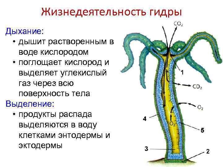 Рисунок гидры простой фото