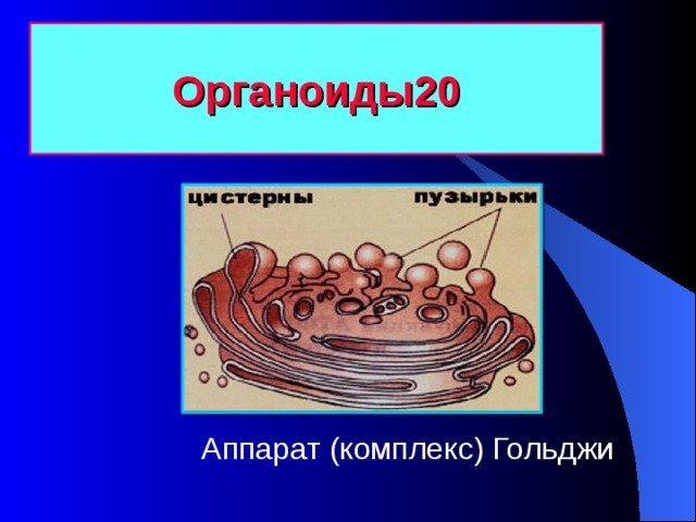 Рисунок комплекс гольджи карандашом фото