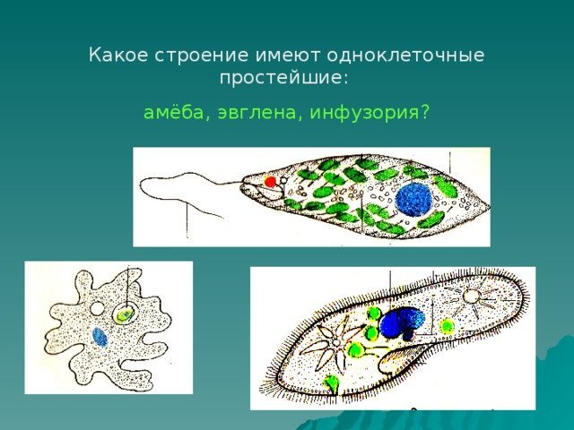 Рисунок простейшие одноклеточные фото