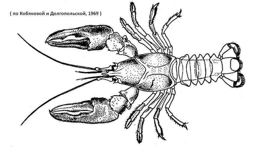 Рисунок речного рака простым карандашом фото