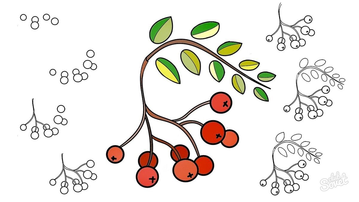 Рябина рисунки легкие фото
