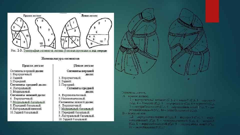 Сегменты легких рисунки фото