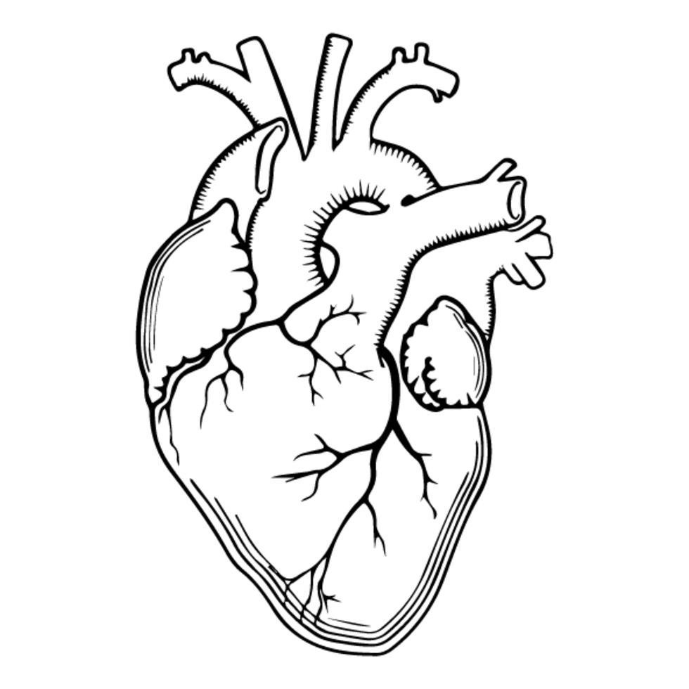 Сердце человека черно белый рисунок фото