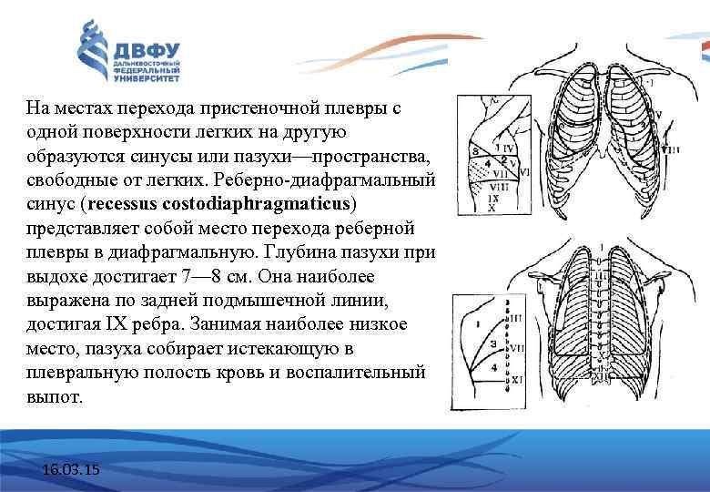 Синусы легких рисунки фото