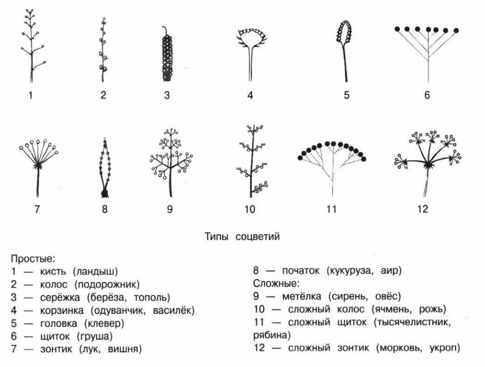 Соцветия простые рисунок фото