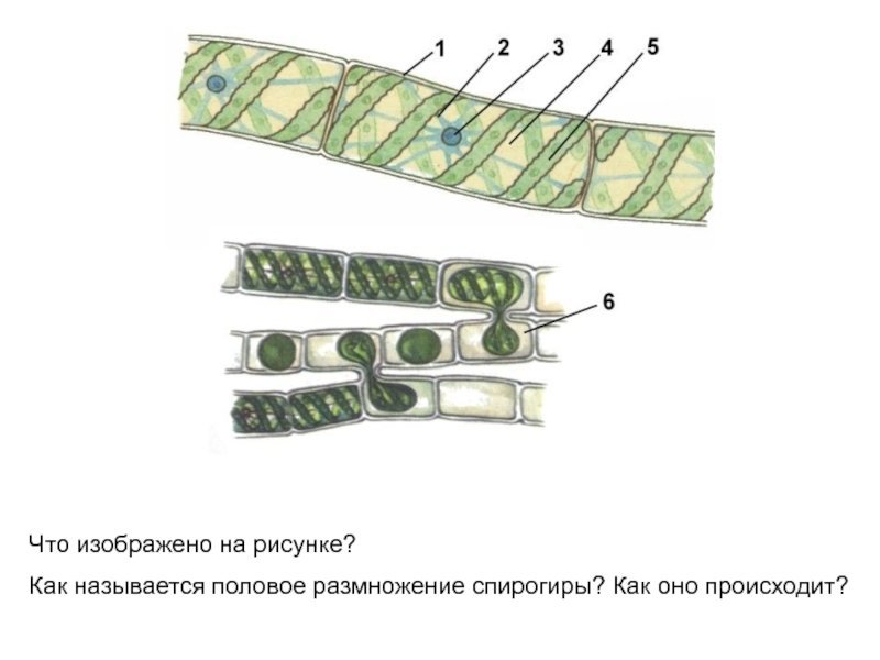 Спирогира рисунок черно белый фото