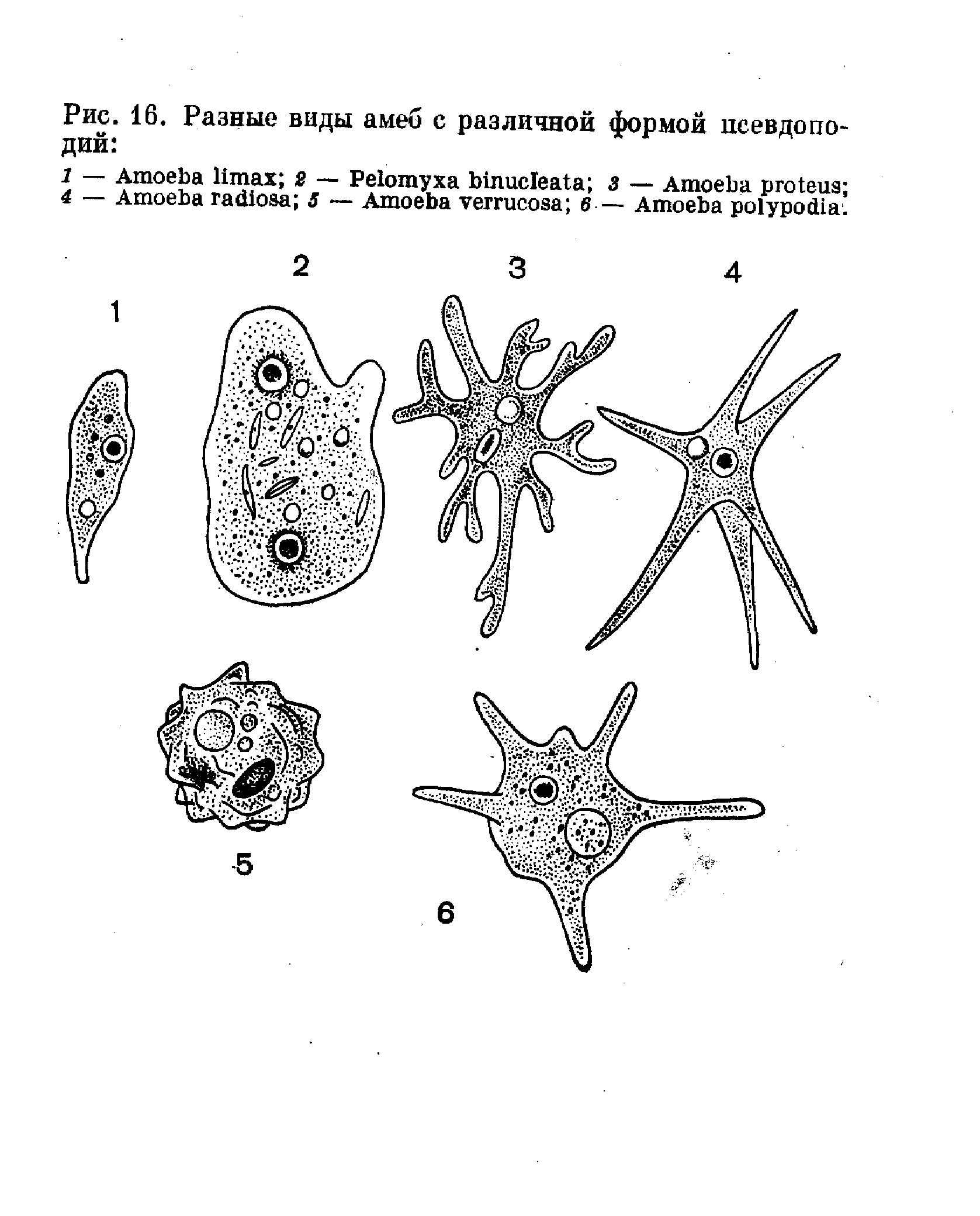 Тип простейшие рисунки фото