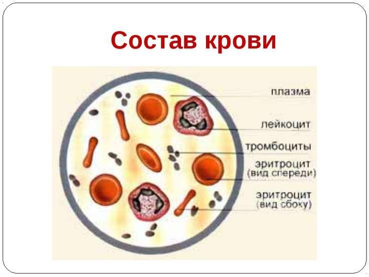 Тромбоциты рисунок карандашом фото