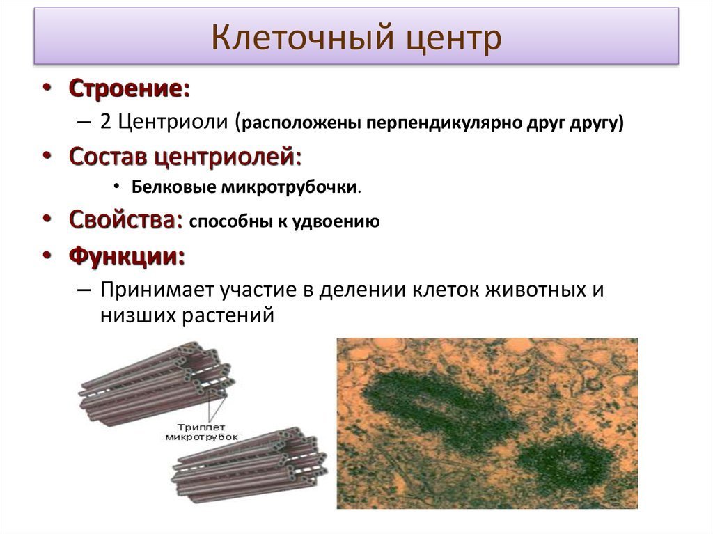 Центриоли рисунки легкие фото