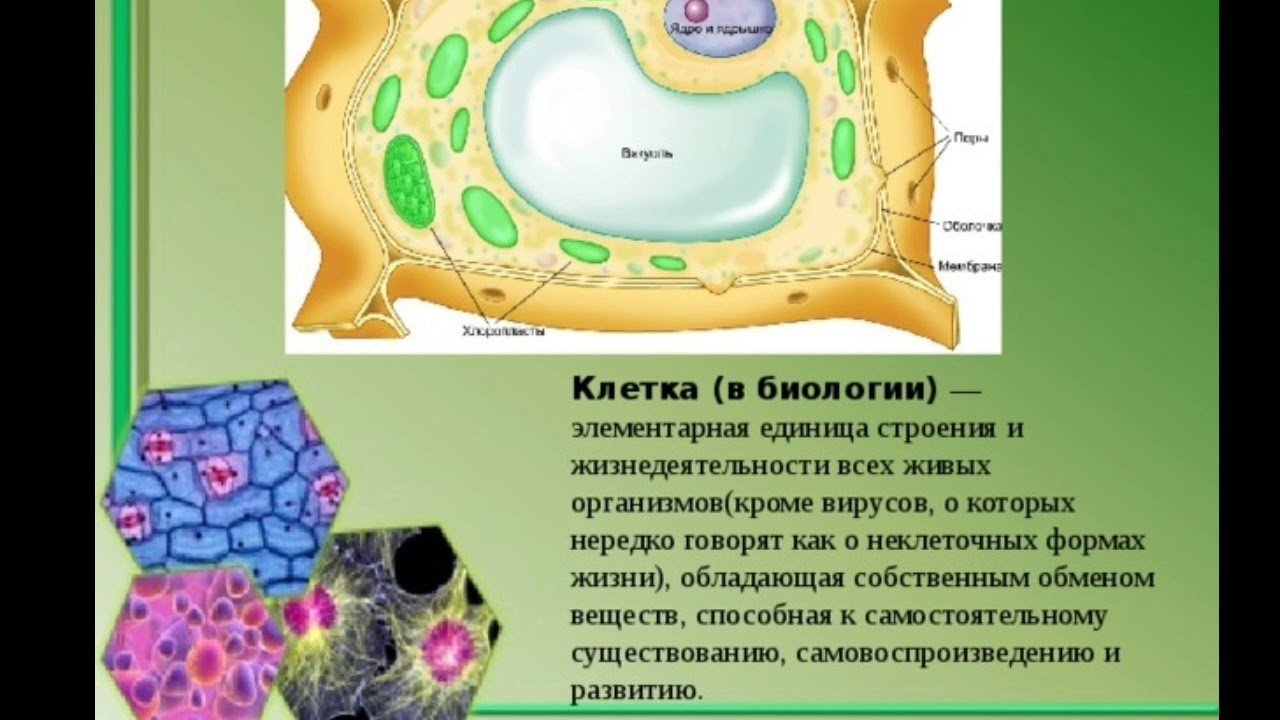 Цитоплазма рисунок карандашом фото