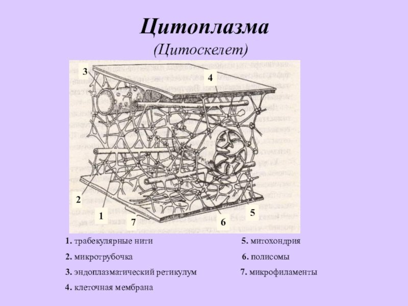 Цитоскелет рисунки легкие фото