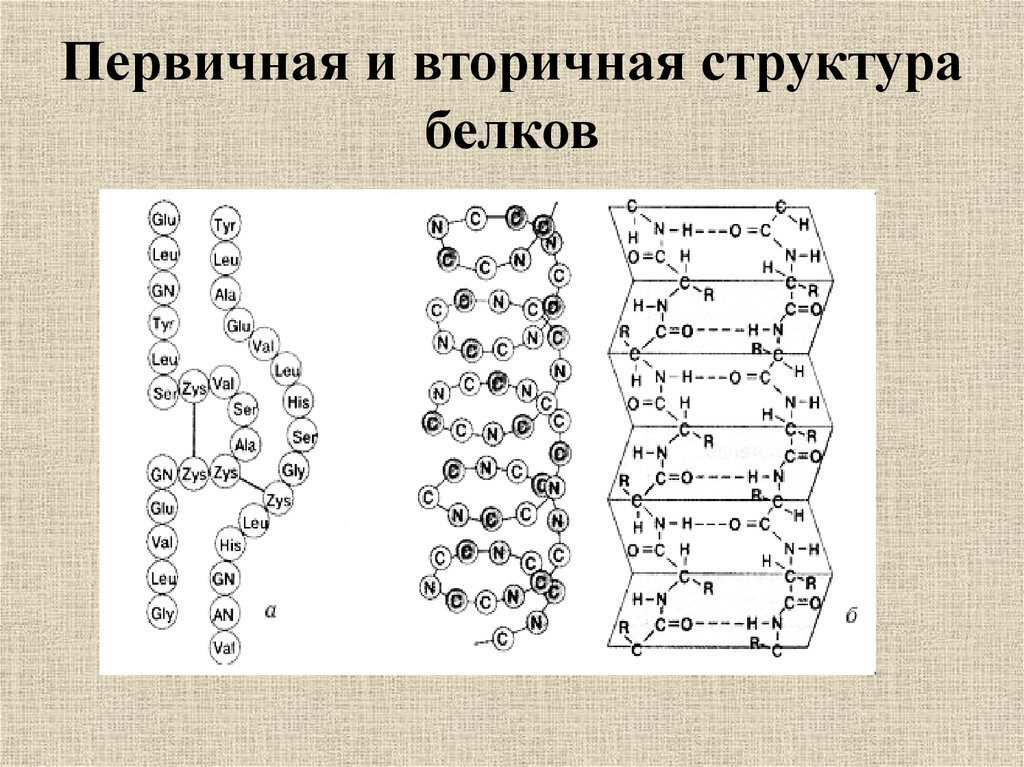Вторичная структура белка рисунок простой фото