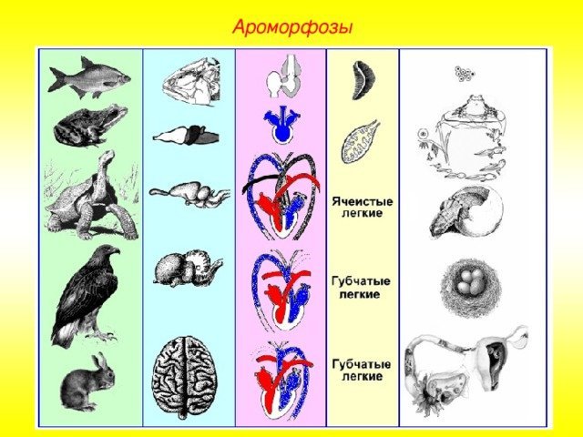 Ячеистый рисунки легких фото