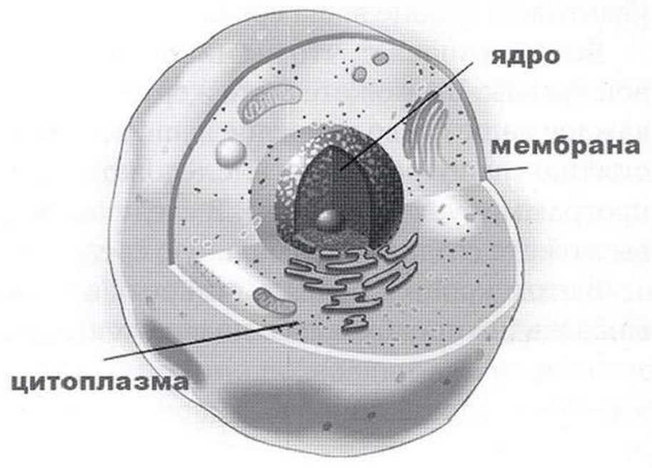 Ядро клетки рисунок простой фото