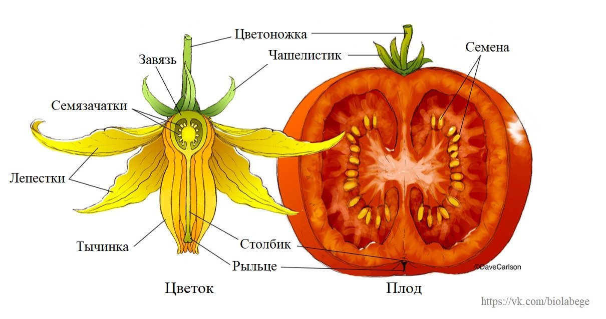 Картинки  цветов и плодов фото