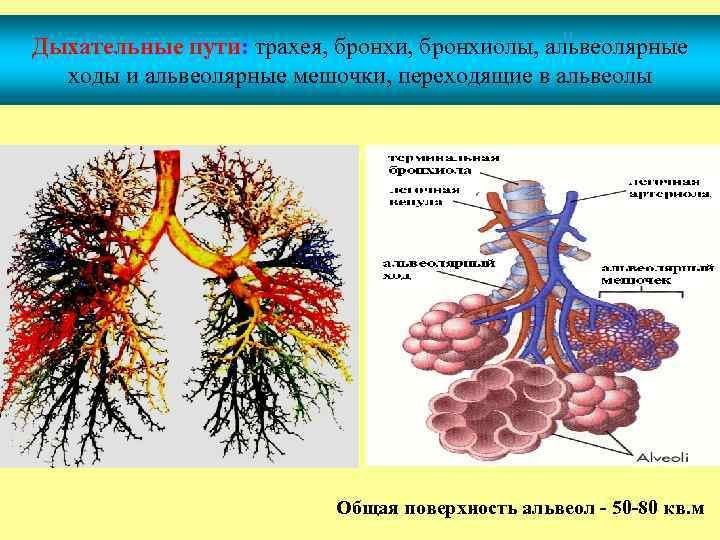 Картинки цветы бронхиола фото