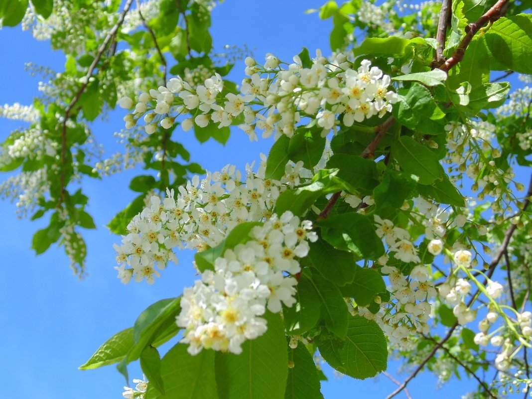 Картинки цветы черемухи фото