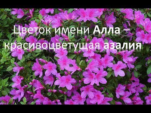 Картинки цветы для аллочки фото