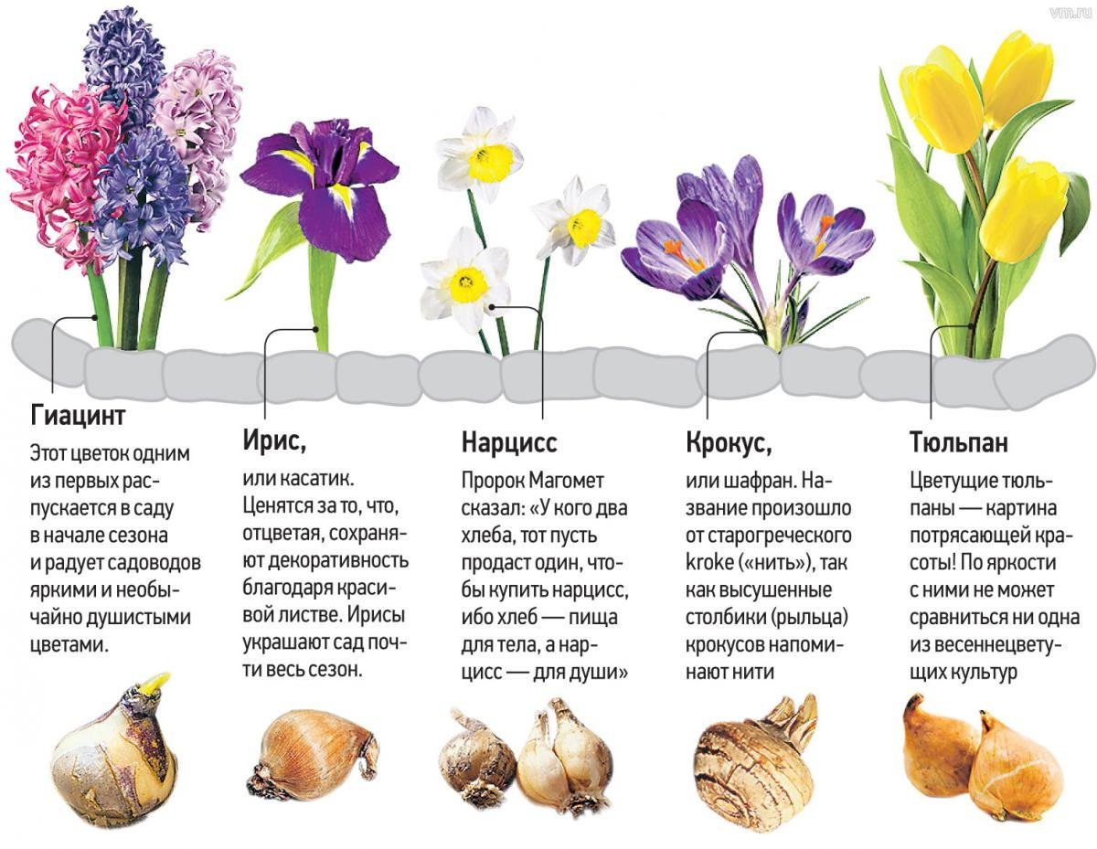 Картинки цветы луковицами фото
