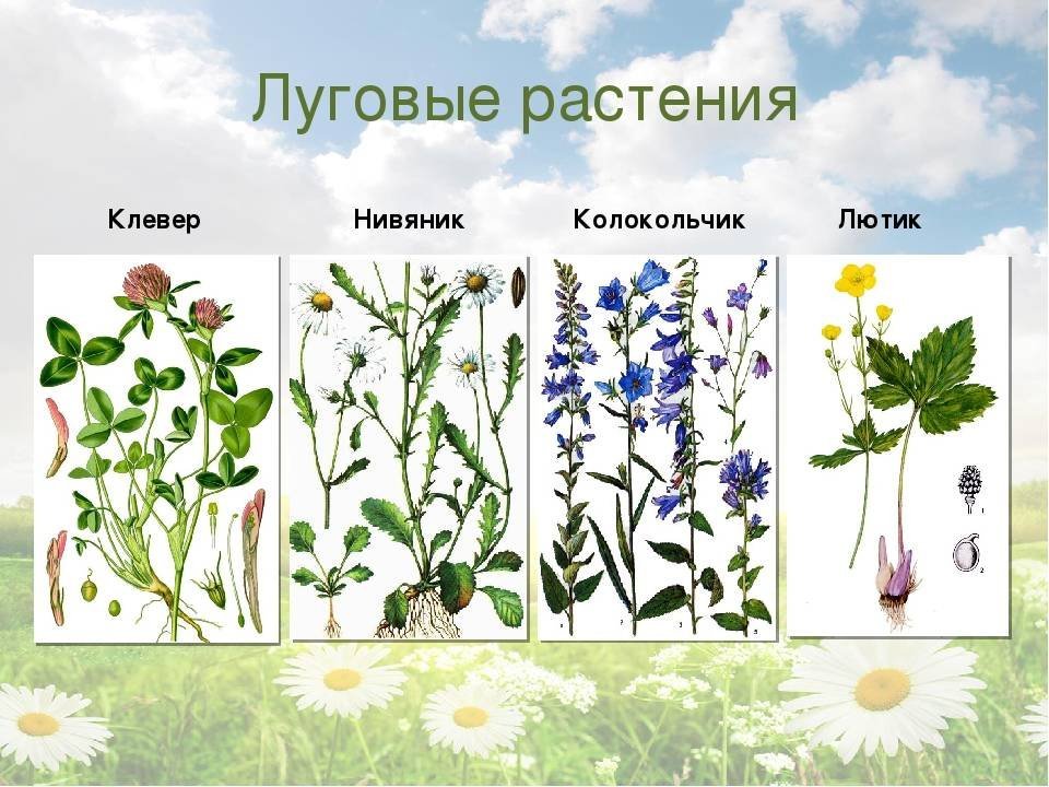 Картинки цветы полевые и луговые  с названиями фото