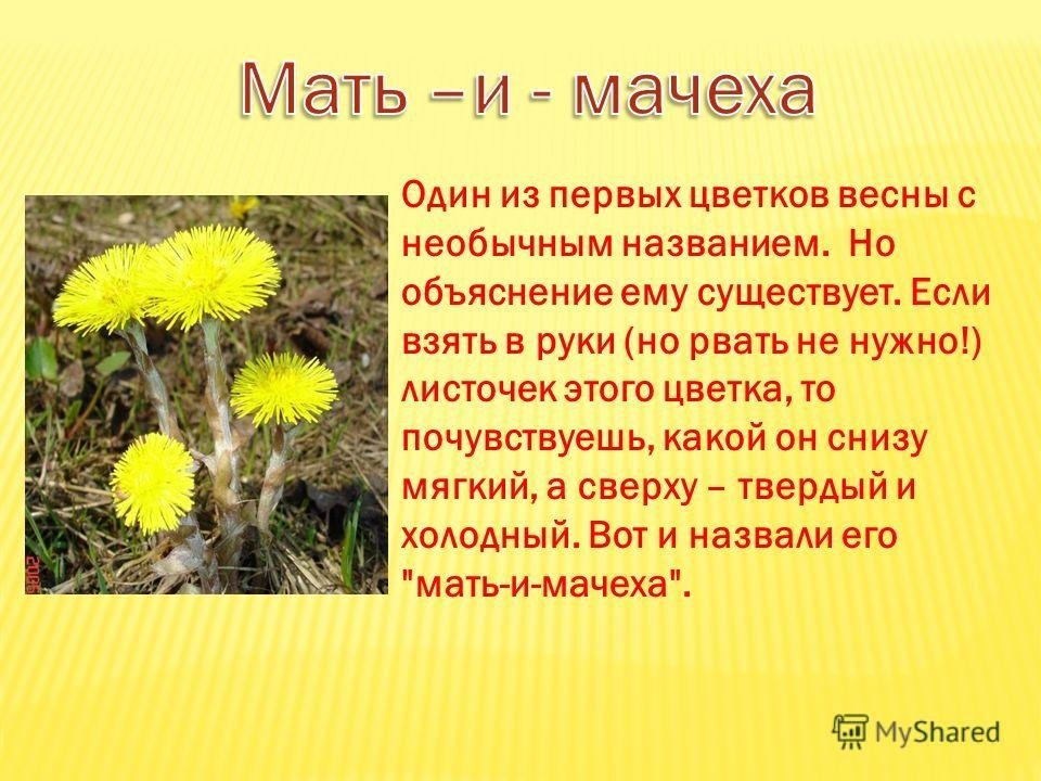 Картинки весенние цветы  для детей мать и мачеха фото