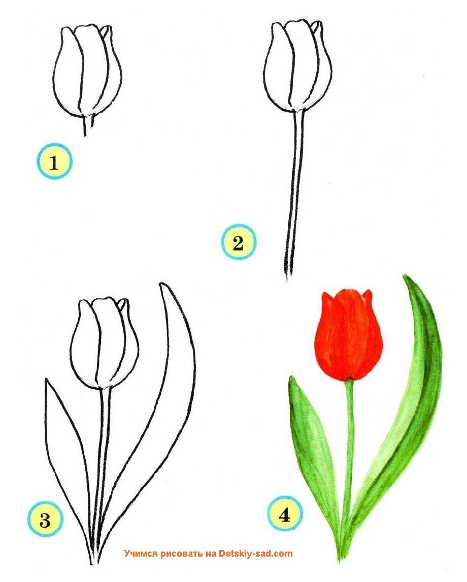 Красивый тюльпан рисунок фото