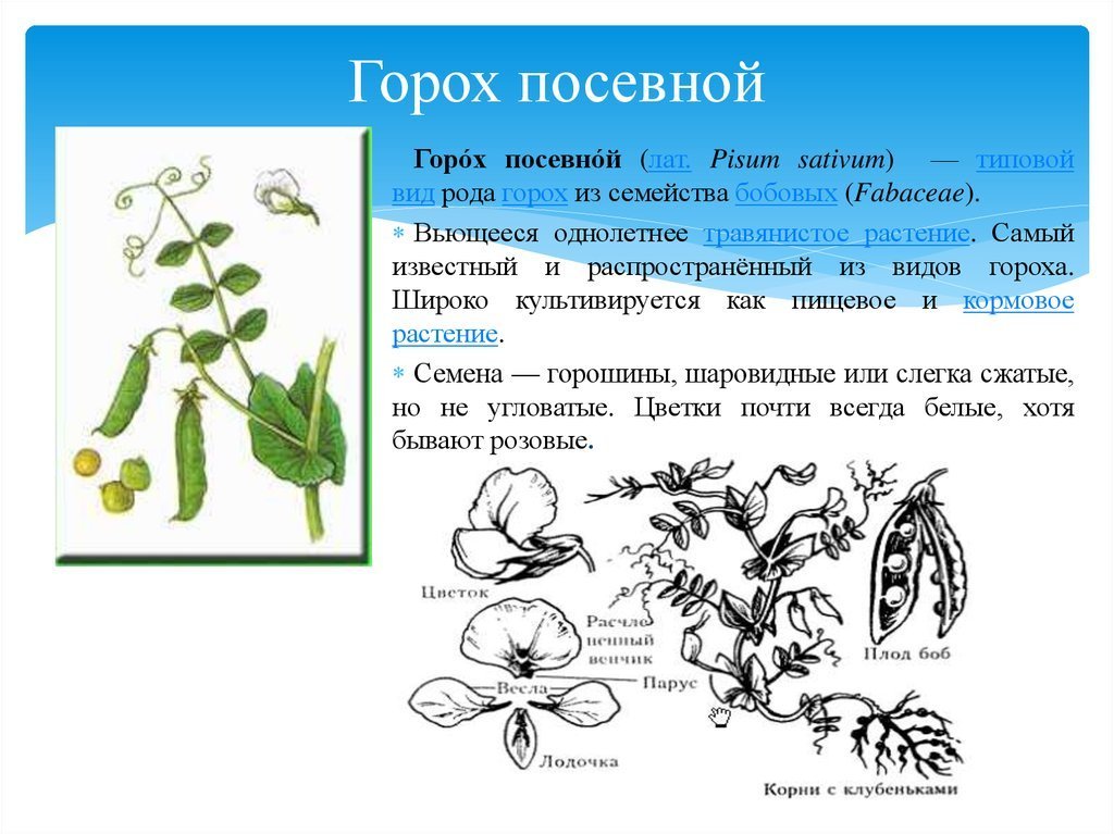 Листья бобовых сложные рисунок фото