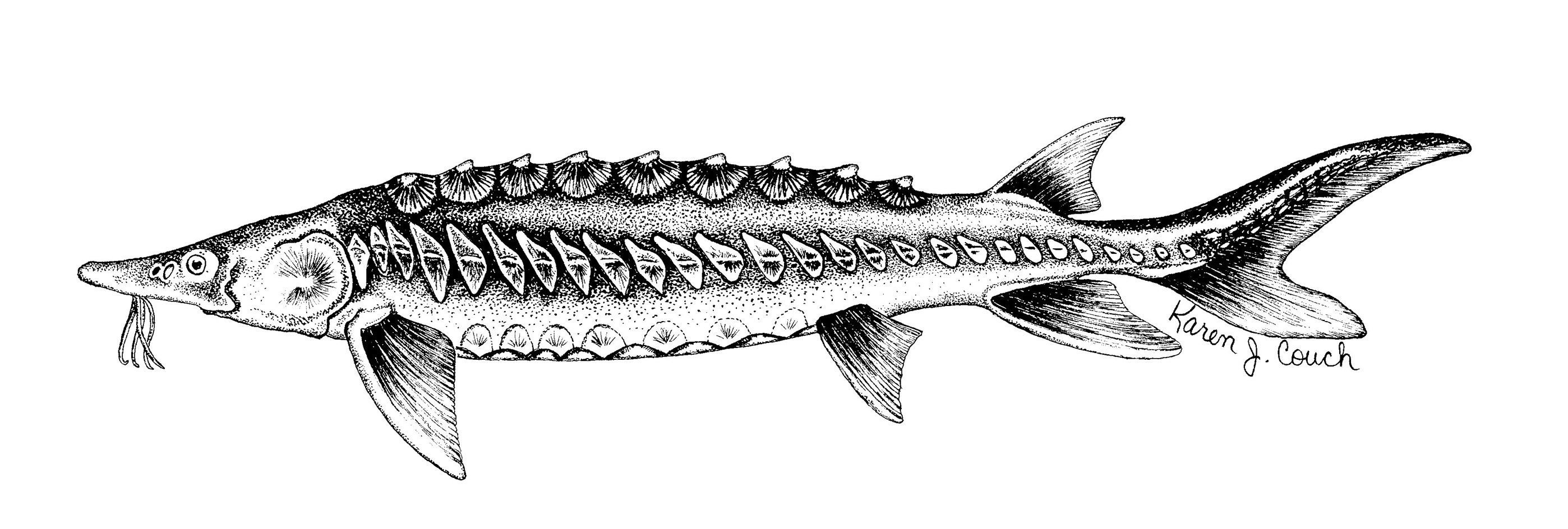 Осетр векторный рисунок фото