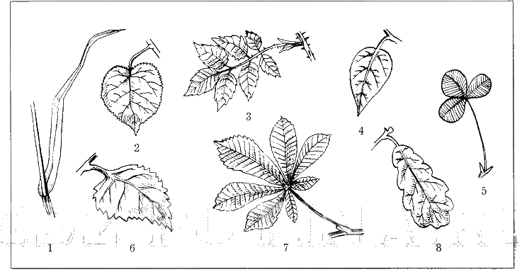 Рисунки сложных листьев биология фото