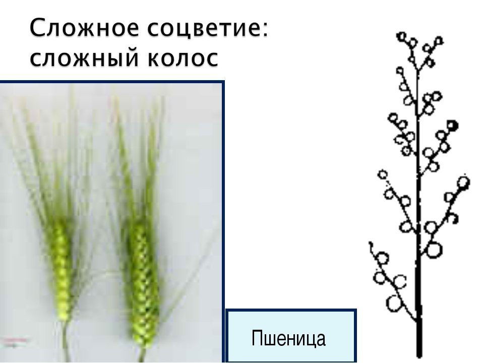 Рисунок сложная метелка фото