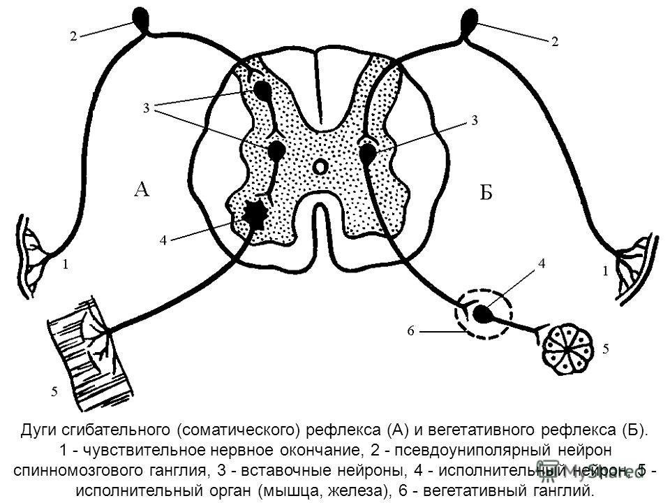 Рисунок сложная рефлекторная дуга сгибательного рефлекса фото