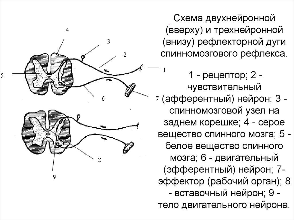 Рисунок сложной соматической рефлекторной дуги фото