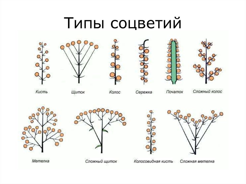 Рисунок соцветие сложная кисть фото