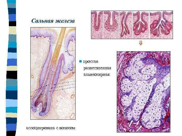 Сложная альвеолярная железа рисунок фото