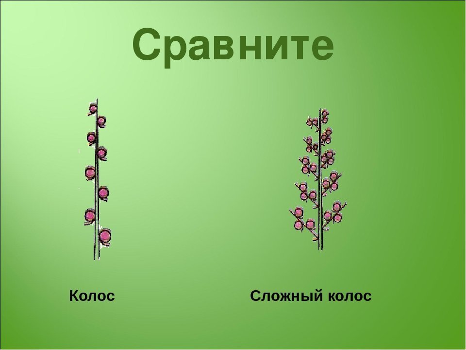 Сложный колос рисунок соцветия фото