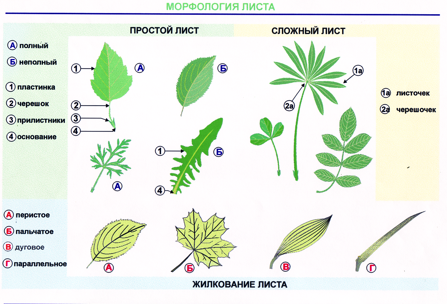 Сложный лист растения рисунок фото