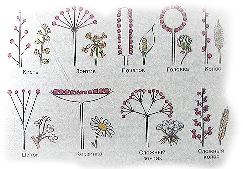 Сложный початок рисунок фото