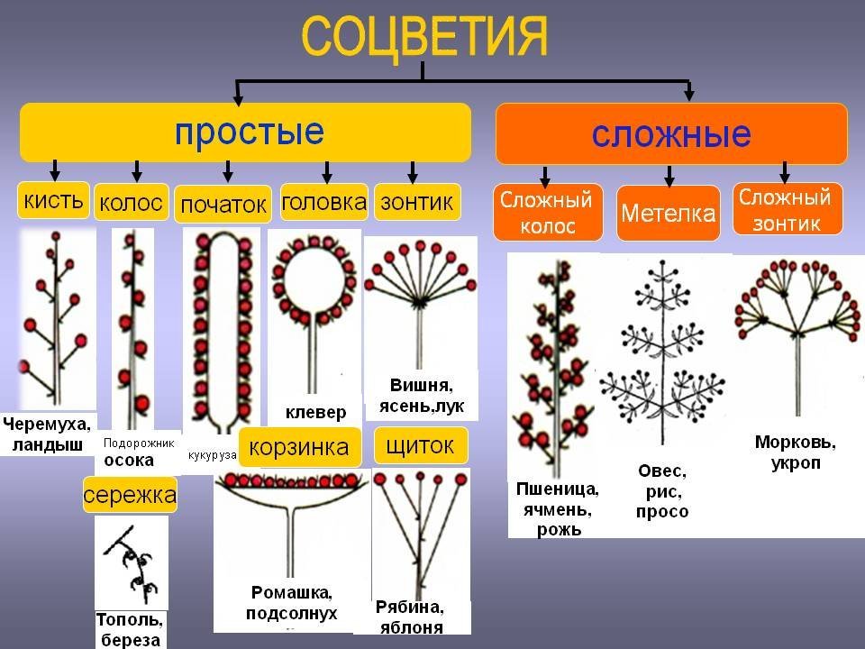 Сложные соцветия растений рисунок фото