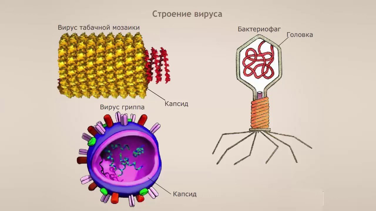 Сложные вирусы рисунок фото