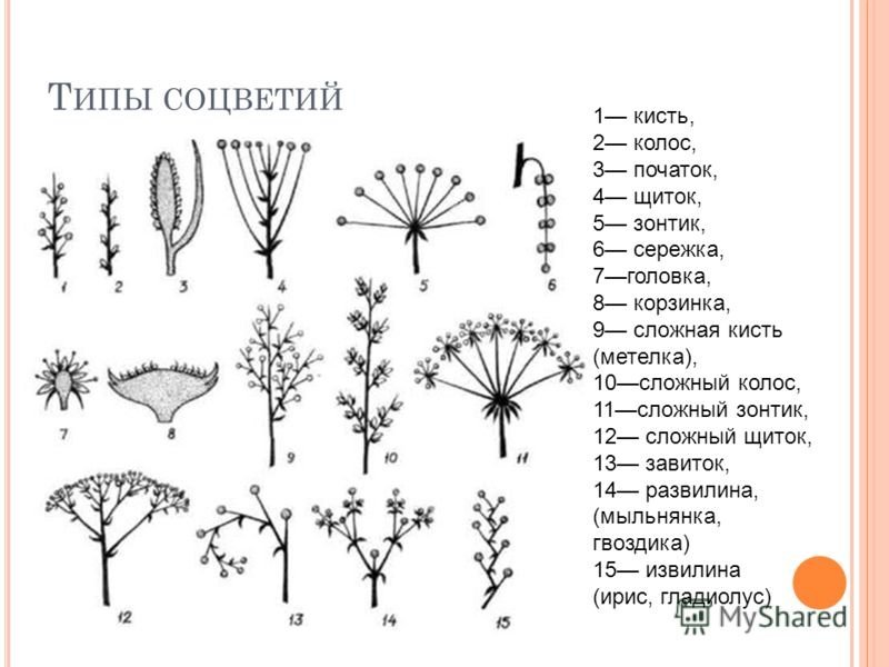 Соцветие сложная метелка рисунок фото